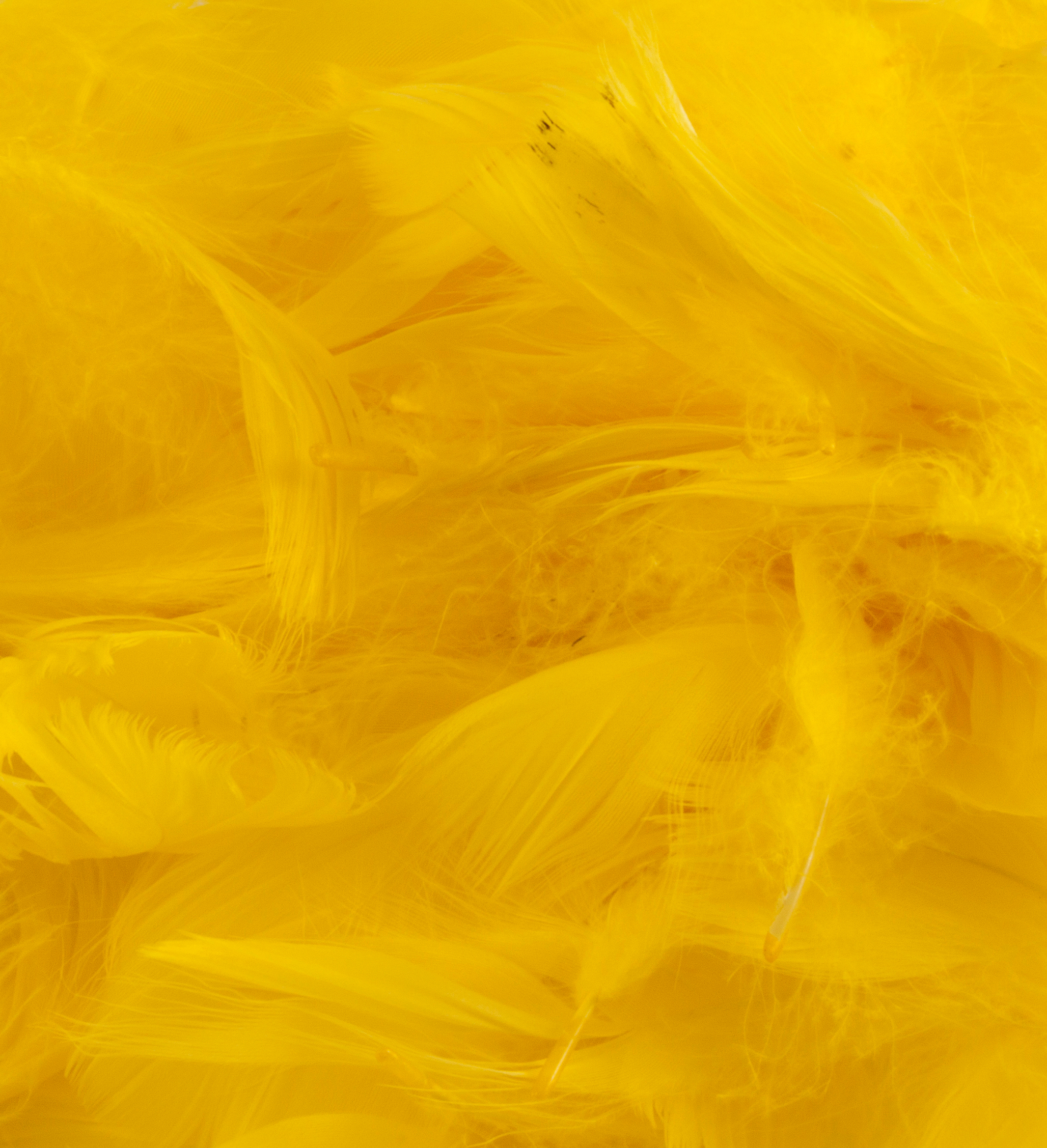 Eleganza Feathers Mixed sizes 3"-5" 50g bag Yellow No.11